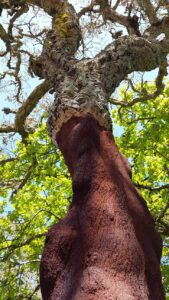 What is cork made of - Cork oak tree