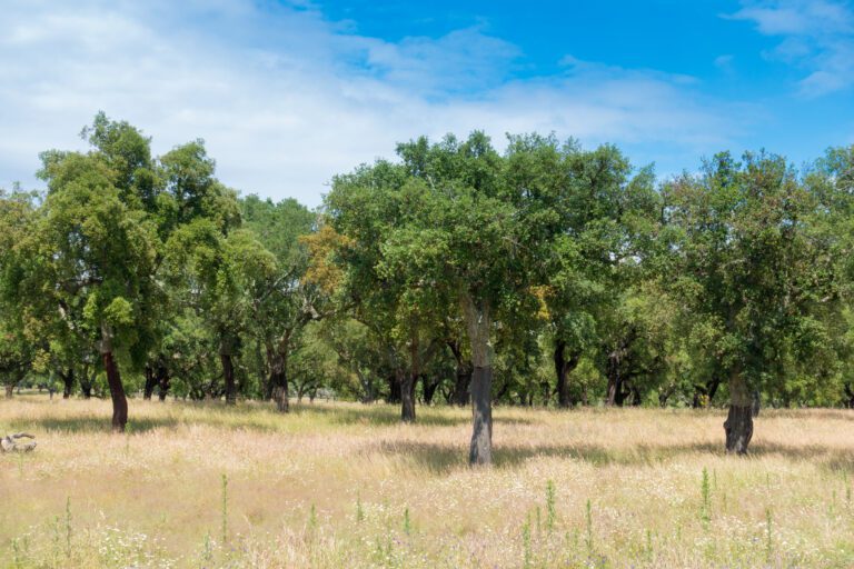 cork oak trees