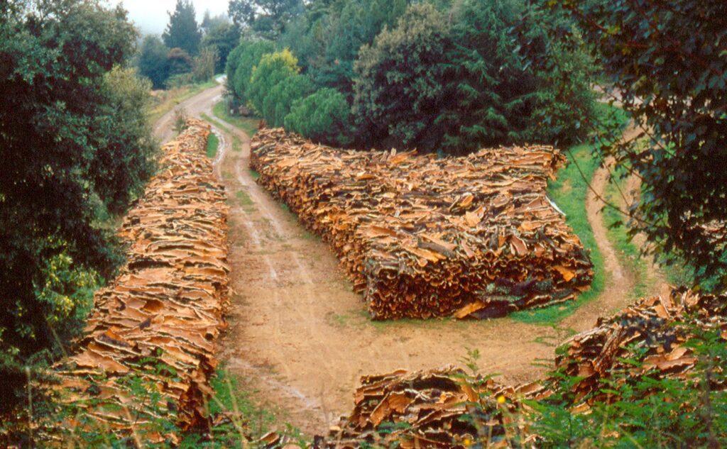 Is cork recyclable? Portuguese cork in storage