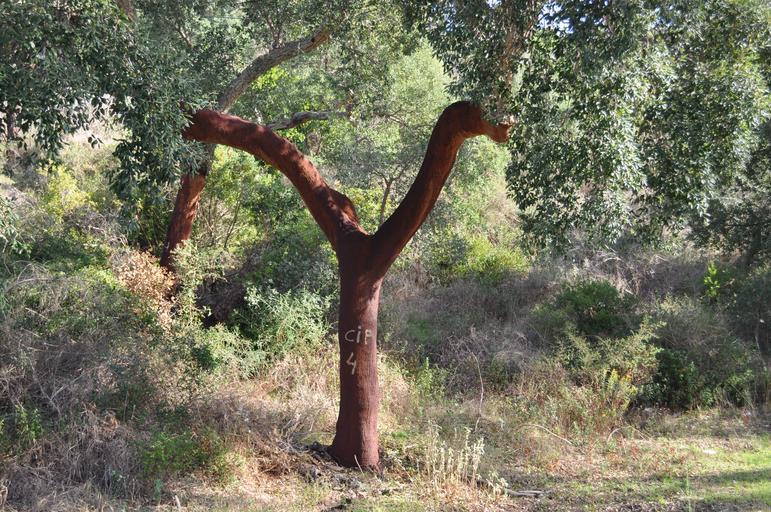Cork tree - Quercus Suber - where does cork come from?